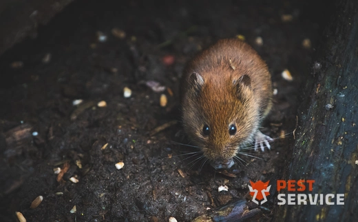 Дератизация в Ленинске-Кузнецком